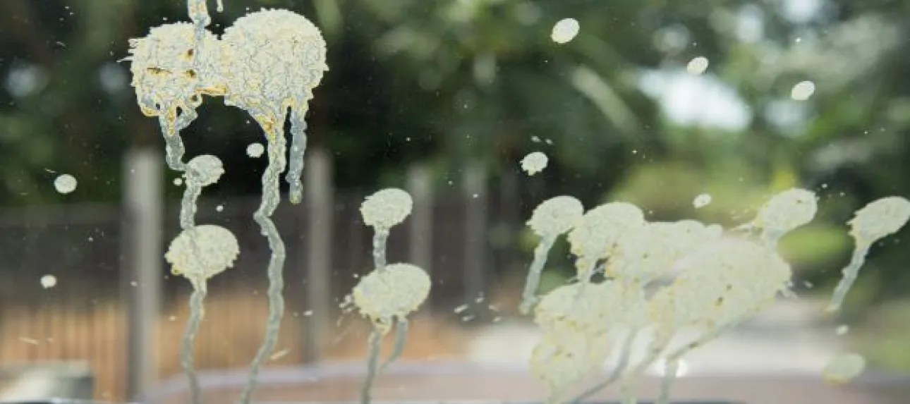 arnaque fiente pigeon